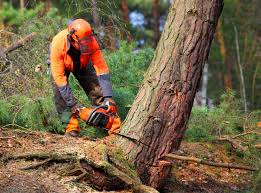 Best Tree and Shrub Care  in Orange, CA